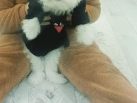 Maltese terrier bakımlı kimlikli aşıları tam