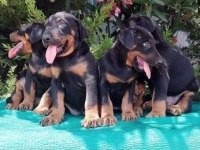 Irk Ve Sağlık Garantili Doberman Yavrular