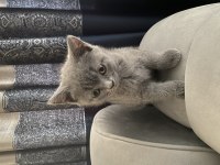 British shorthair yavrular