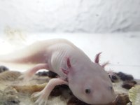Aksolotl sürüngen