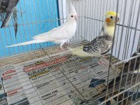 Sultan papağanları mevcut özel fiyata