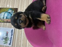 ROTTWEİLER KÖPEĞİ