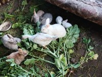 Tavşan aslanbaş cüce ponomon