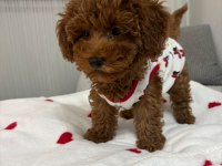 3 Aylık Poodle
