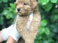 POODLE AYARINDA MALTİPOO BEBEKLER