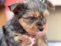 Petmode  köpek çiftliğinde ziyarete açık morkie