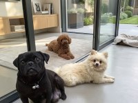 Pug mops yavrular yeni yuvasına gitmeye hazır