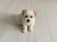 50 günlük dişi 0 numara terrier kuru mama yiyor