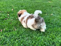 Kore kan shih tzu baby
