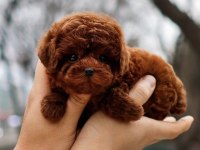 MUHTEŞEM GÜÜZELLİKTE TOY POODLE KÖPEKLERİM