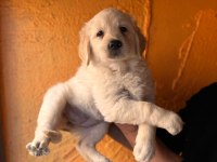 Mükemmel kalitede golden retriever bebekler için acele edin
