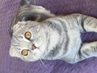 Güzel gözlü scottish fold kedimiz badem
