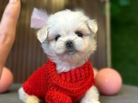 ÇOK GÜZEL MALTESE BEBEKLER