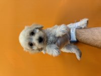 GERÇEK MALTİPOO BEBEKLERİMİZ