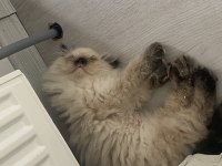 Exotic shorthair 3.5 aylık