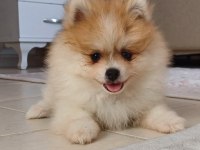 Pomeranian yavrular mavi gözlü nadir köpekler