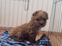YAVRU TOY POODLE ACİL VERİLECEKTİR