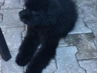 Standart 4 aylık dişi poodle