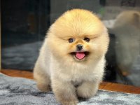 Hayatınıza Renk Katacak Pomeranian Bebeklerimiz