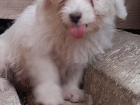 Terrier köpeği