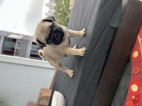 Pug mops gül kuyruk orjinal
