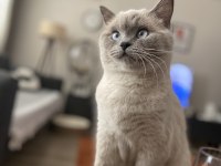 2 yaşında british shorthair dişi kedimiz