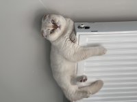 ERKEK SCOTTİSH FOLD KEDİME EŞ ARIYORUZ