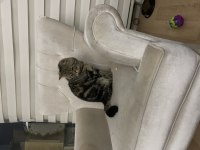 British shorthair paşam yeni sahibini bekliyor