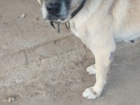 3 köpeğimizi sahiplendirme