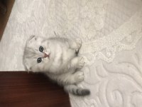 Scottish fold silver ayı surat