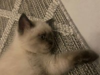 2 aylık safkan blupoınt oglumuz kedimiz