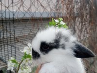 Hollanda lop tavşanı 1 aylık