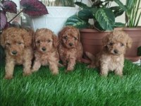 Poodle Yavru