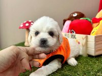 Korea Maltese terrier baby cep boy