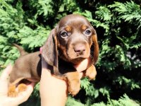 Dachshund Yavru