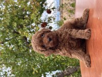 Aşılı orjinal poodle köpekler