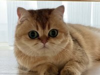 Şecereli Safkan British Shorthair Ny11 Erkek Yavru