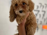 Maltipoo minik canlar orijinal ev doğumlu
