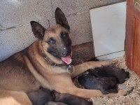 Safkan Belçika Malinois Yavrular