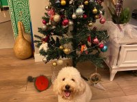 Mecburiyetten sahiplendirilecek 4 yaşında poodle