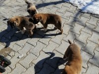 5 adet yavru kangal 3 erkek 2 dışı
