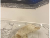 Maltipoo 1.5 yaşında