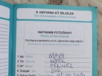 Pekinez köpeğimizi sahiplendiriyoruz