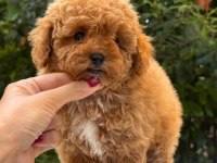 Maltipoo Korean