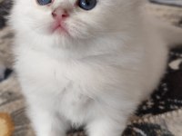Safkan ırk sağlık garantili british longhair kediler