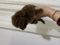 Toy poodle bebekler