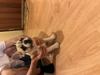 Blue fawn french bulldog