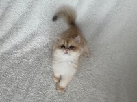 Saf kan british shorthair golden kızımız teslime hazır