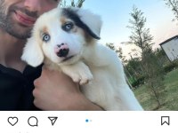 Sahiplendirilecek Border collie