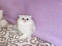 Scottish fold longhair dişi